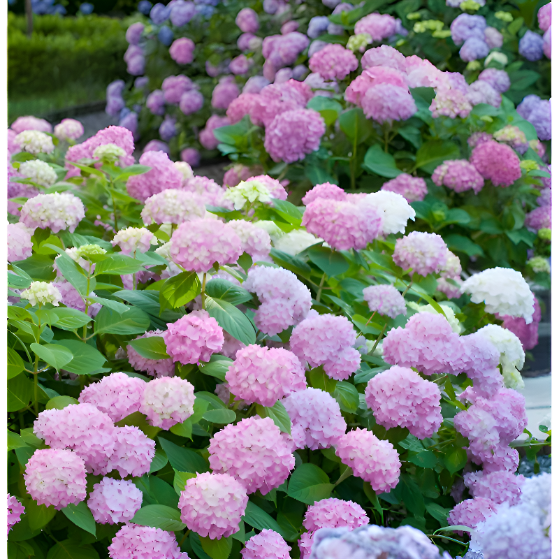 全品種繡球花苗