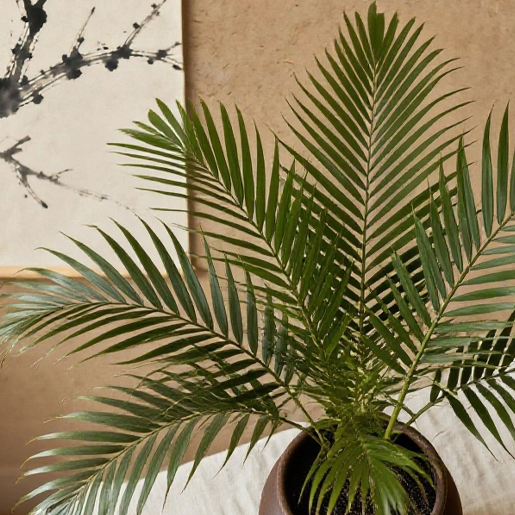 ต้นหมากเหลืองปลูกในกระถางสำหรับแต่งบ้าน