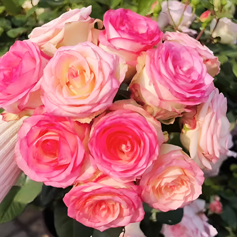 ローズシードポット