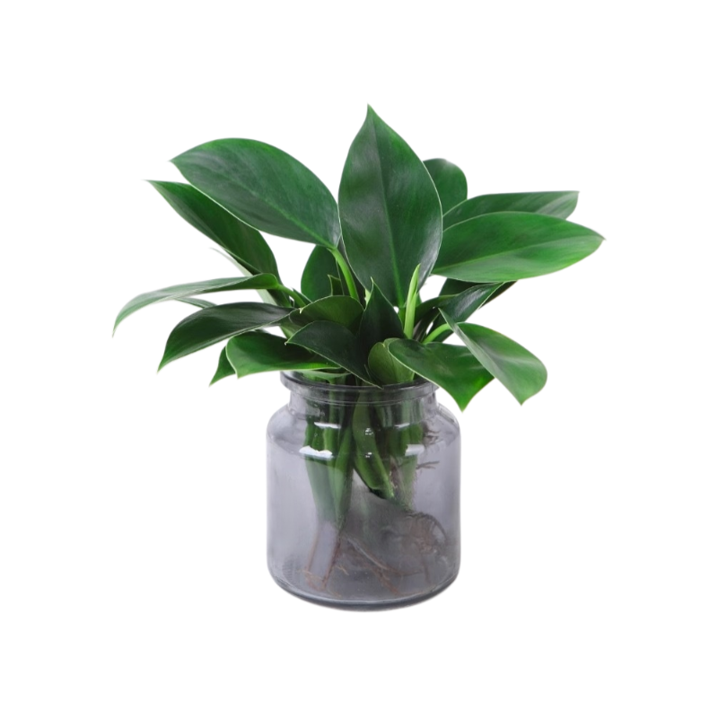 Green Princess Foliage Potted Plant