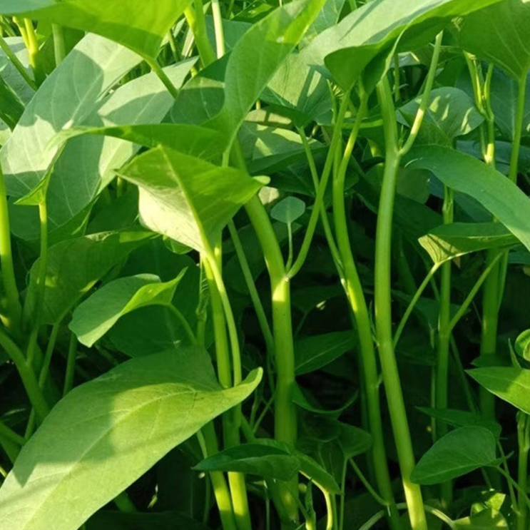 Semillas frescas de espinaca de agua de hoja grande, cosecha semestral 