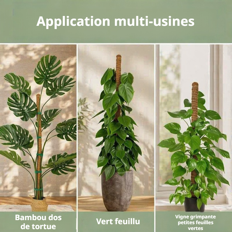 Monstera avec tuteur créatif en intérieur