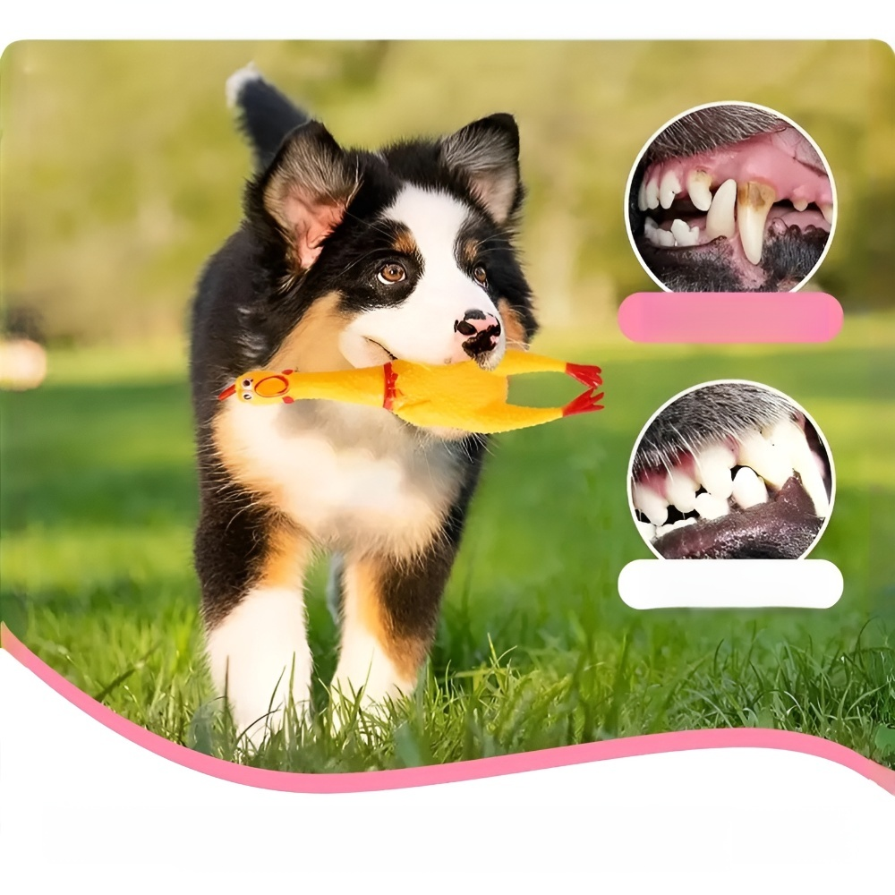 Pet toy dog   set, dog training toy, Teddy Golden Retriever