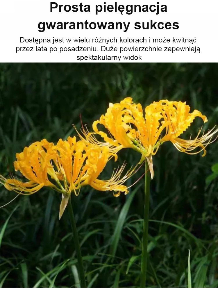 Cebulka Lycoris idealna do ogrodu całorocznego