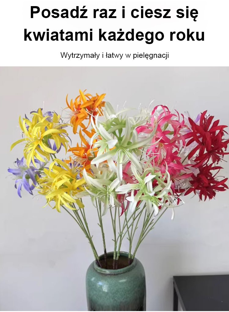 翻译件-JS-【思念之花】全年开花防寒耐热彼岸花种球-1298117-系统_07.jpg