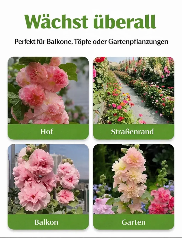 Zier-Stockrosensamen-Mischung