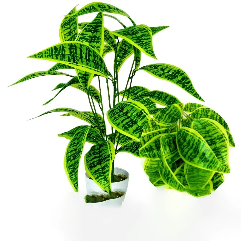 空気清浄植物 モンステラ・デリシオサ盆栽