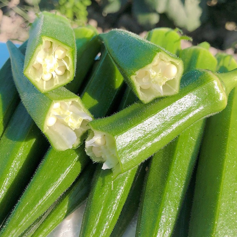 Four Seasons Balcony Okra Seeds