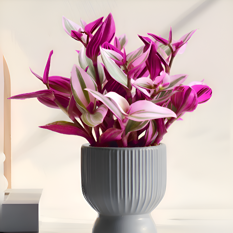 사계절 내내 푸른 보라색 잎 줄란 관엽식물