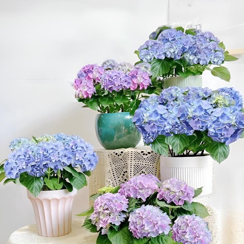 화분에 심은 수국