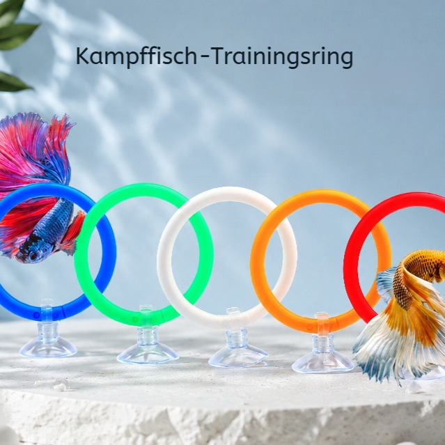 Ausstellungs- und Trainingsring für Betta-Fische