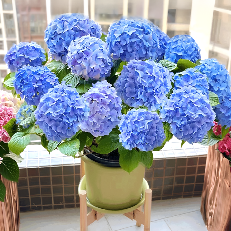 화분에 심은 수국