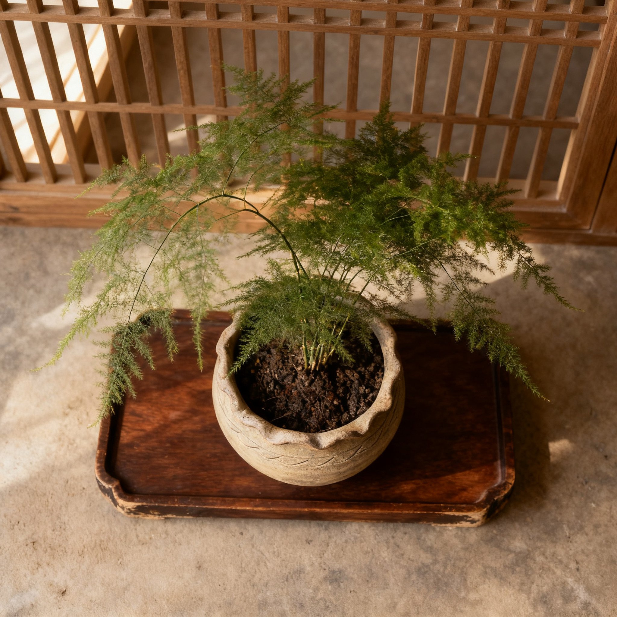 ต้นเฟินสวยงามในกระถางเซรามิก