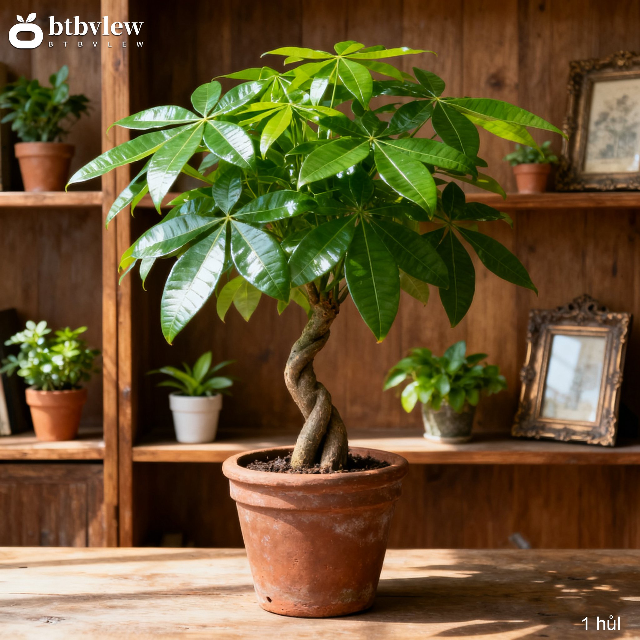 Ficus prosperující