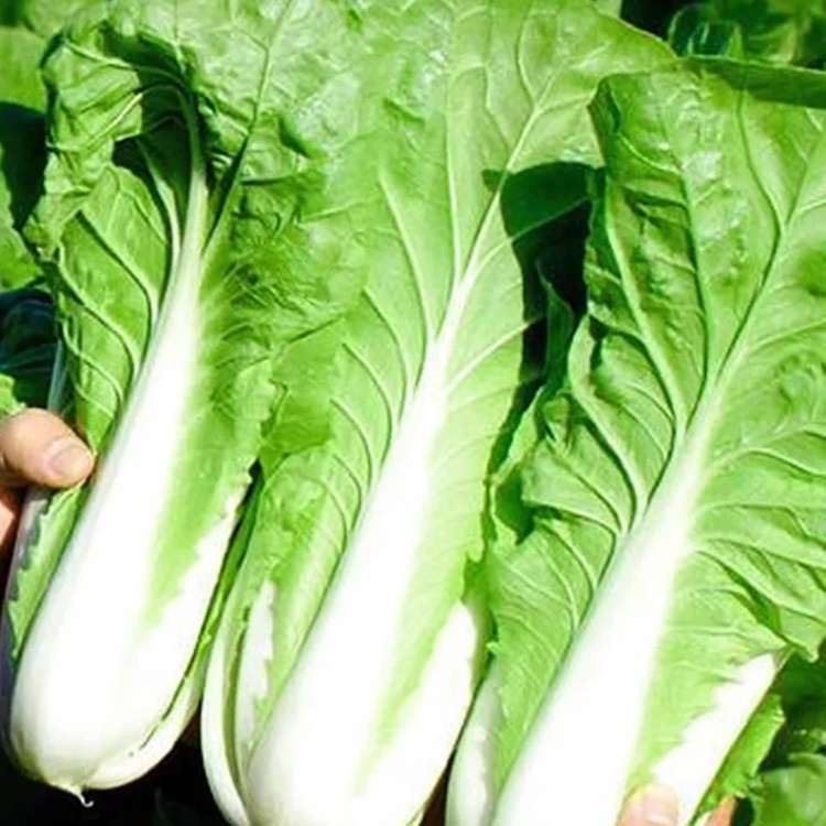 Four Seasons Creamy Bok Choy Seeds