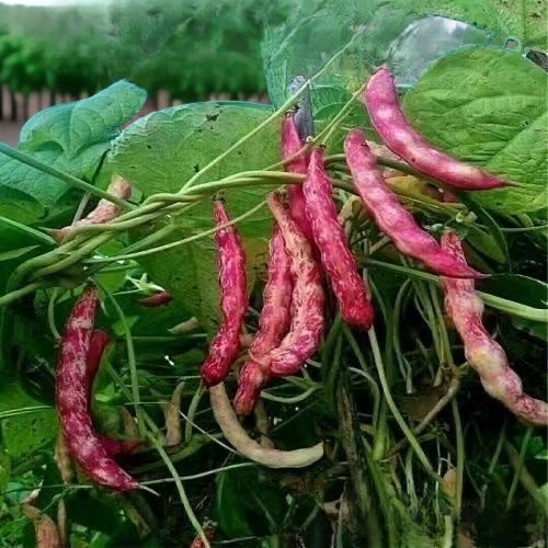 Stangenbohnensamen mit Rankhilfe – Anbautechnik für Frühling und Herbst, ertragreiches Gemüse