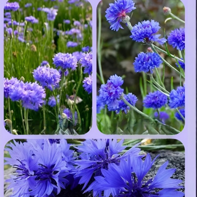 Blaue Kornblumensamen Kältebeständig Einfach zu pflegen Für Garten und Hof