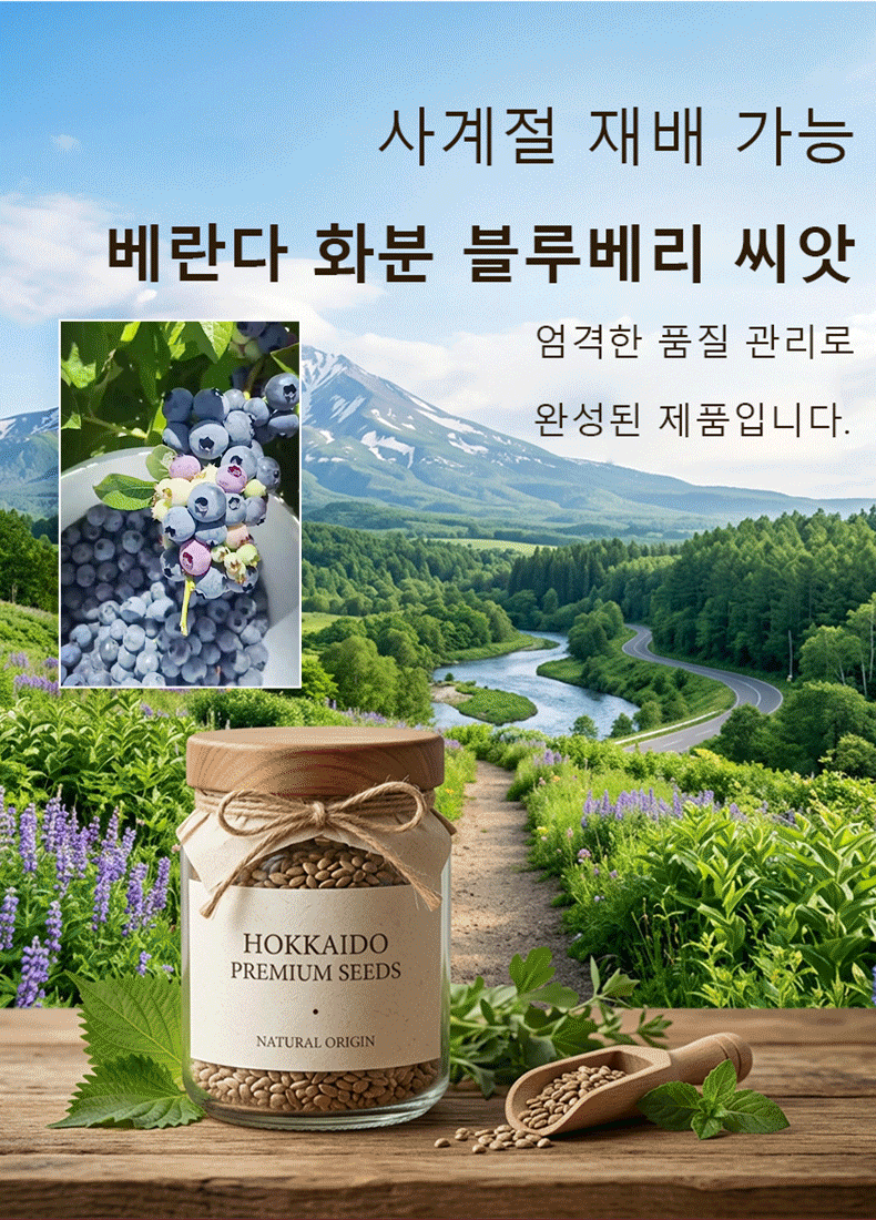 【천연 약재 창고】사계절 재배 가능한 발코니 화분 블루베리 씨앗