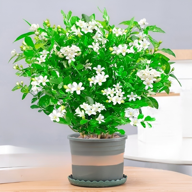 사계절 꽃피는 구리향 화분식물