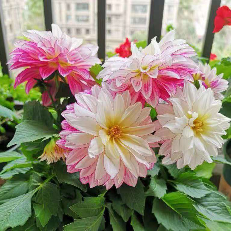 사계절 내내 꽃을 피우는 달리아