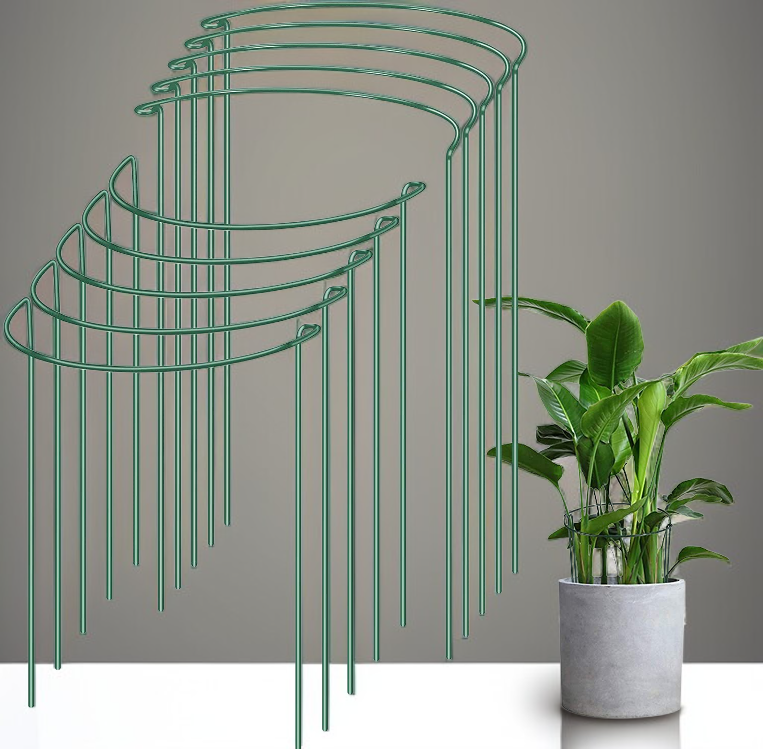 حامل نبات حلقي داعم