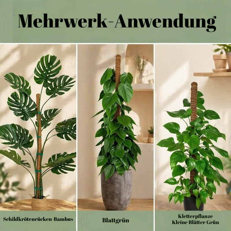 Pflanzenstütze für gesundes Wachstum von Monstera