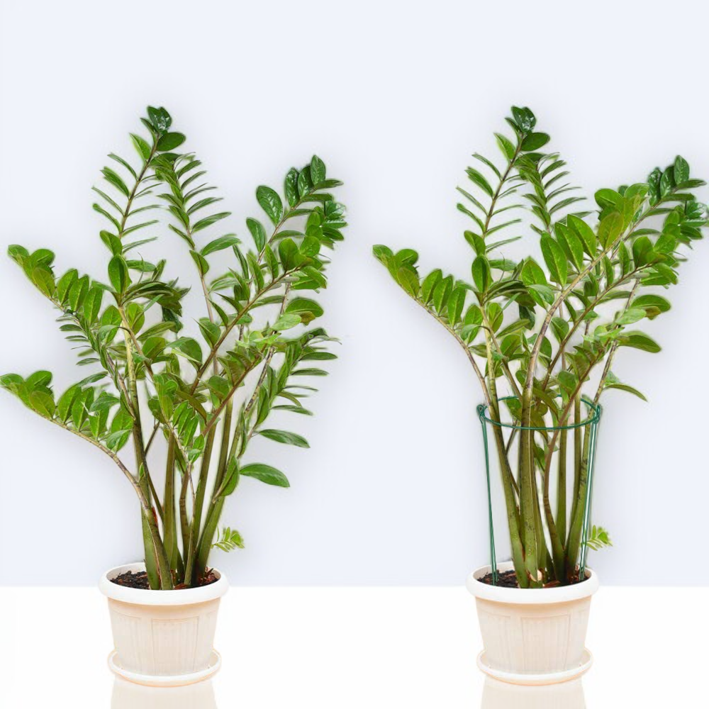 حامل نبات حلقي سهل التركيب والاستخدام