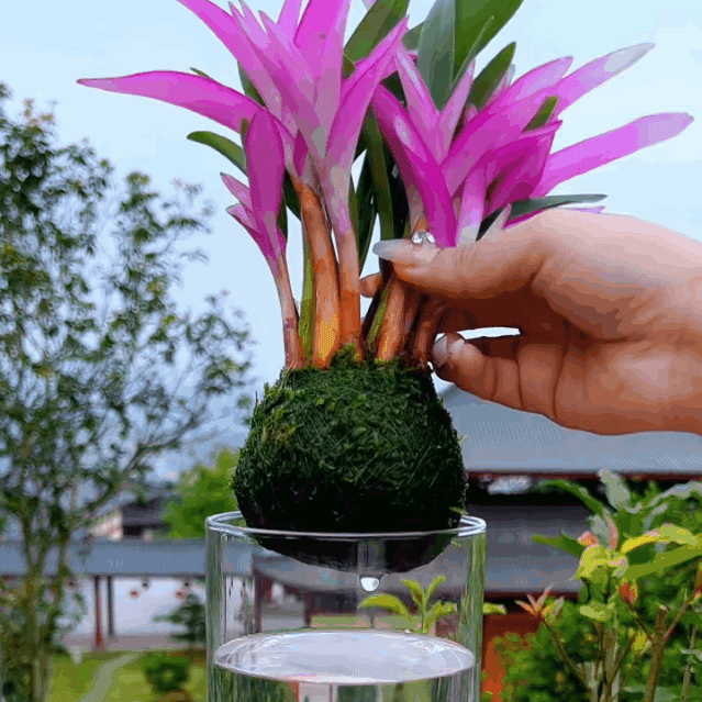 덴드로비움 화분 식물