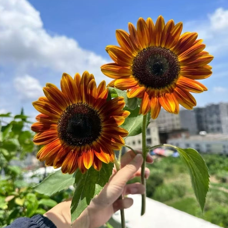 เมล็ดทานตะวัน เมล็ดทานตะวันแคระสีแดงหลากสี สำหรับตัดดอก