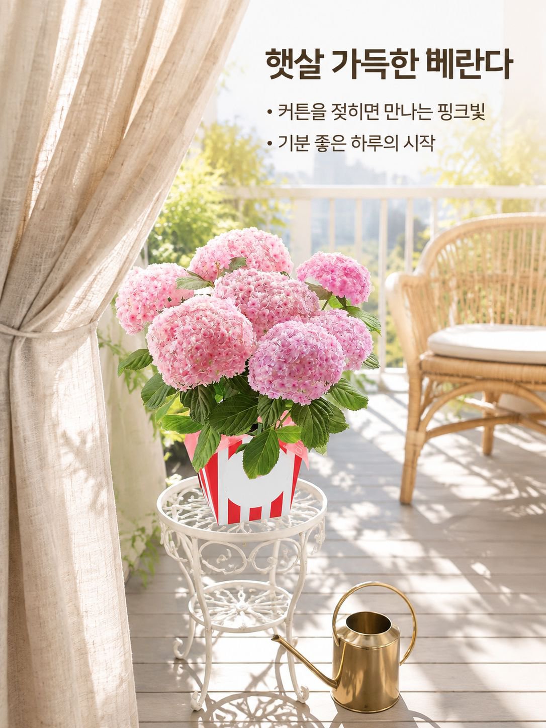 화분에 심은 수국