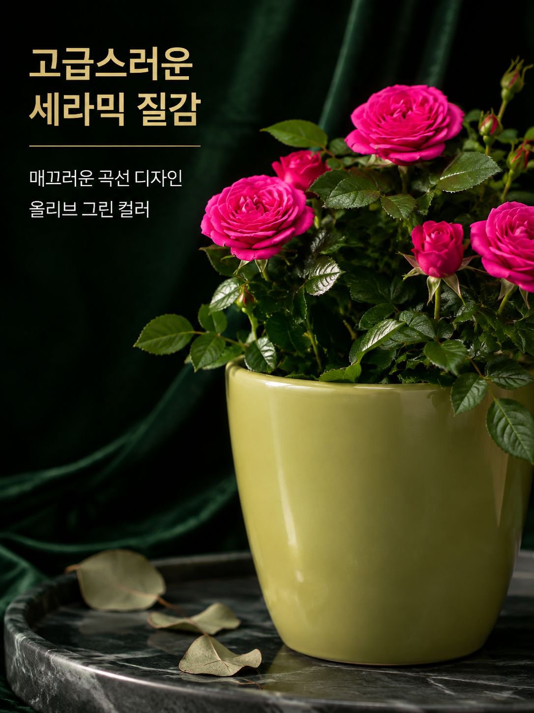 혼합 색상 장미 화분 식물