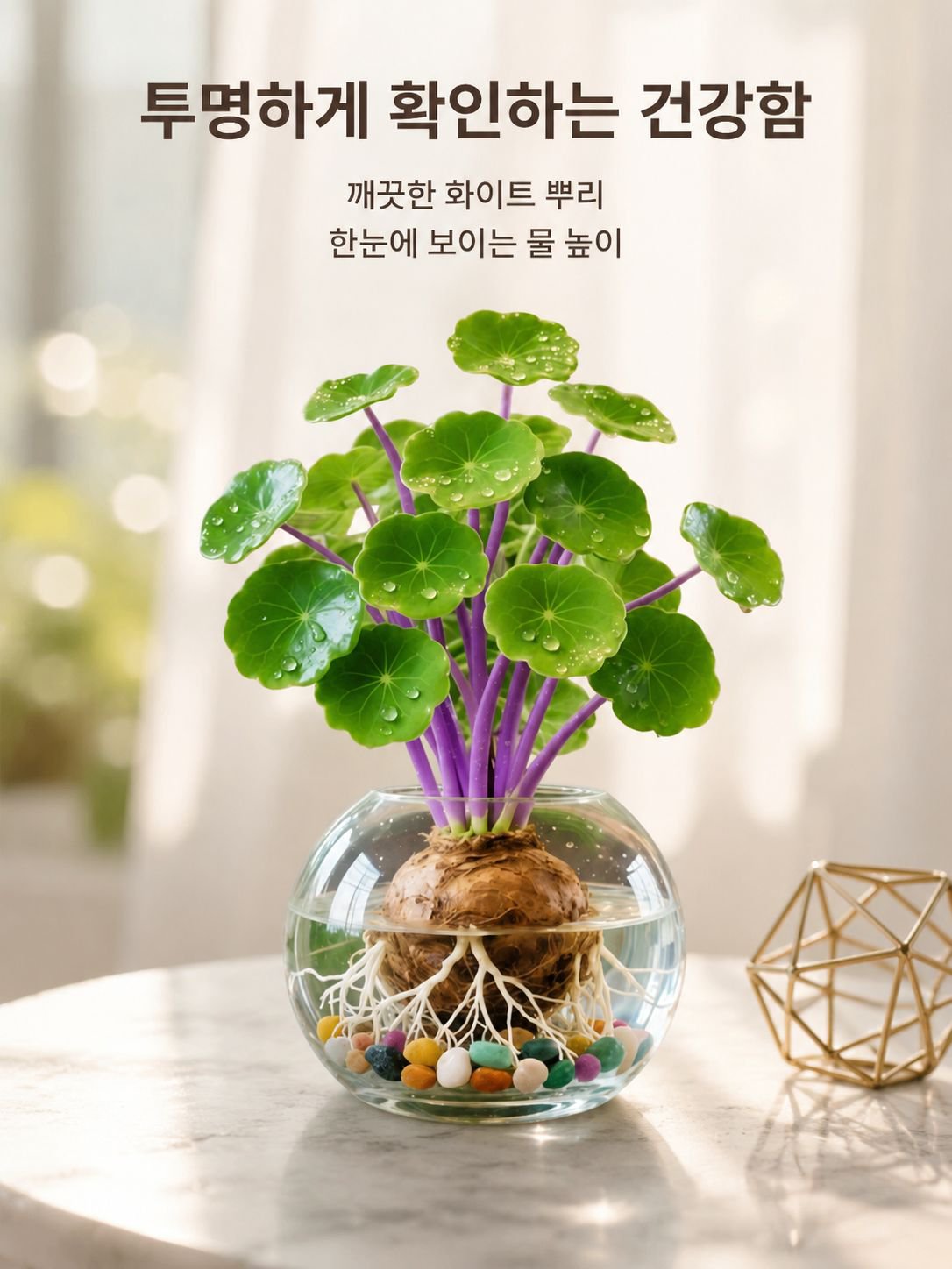 수경 관엽 식물