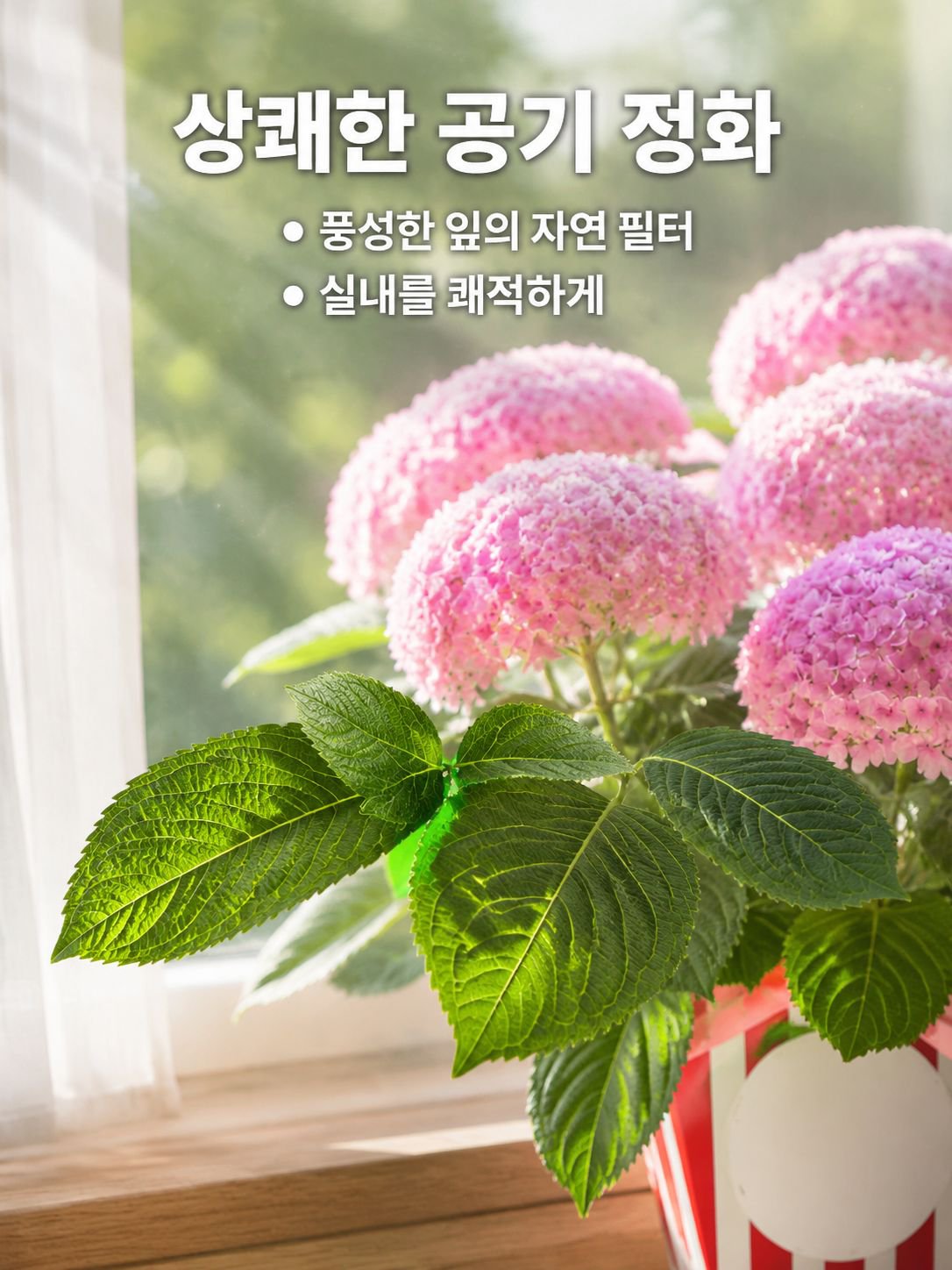 화분에 심은 수국