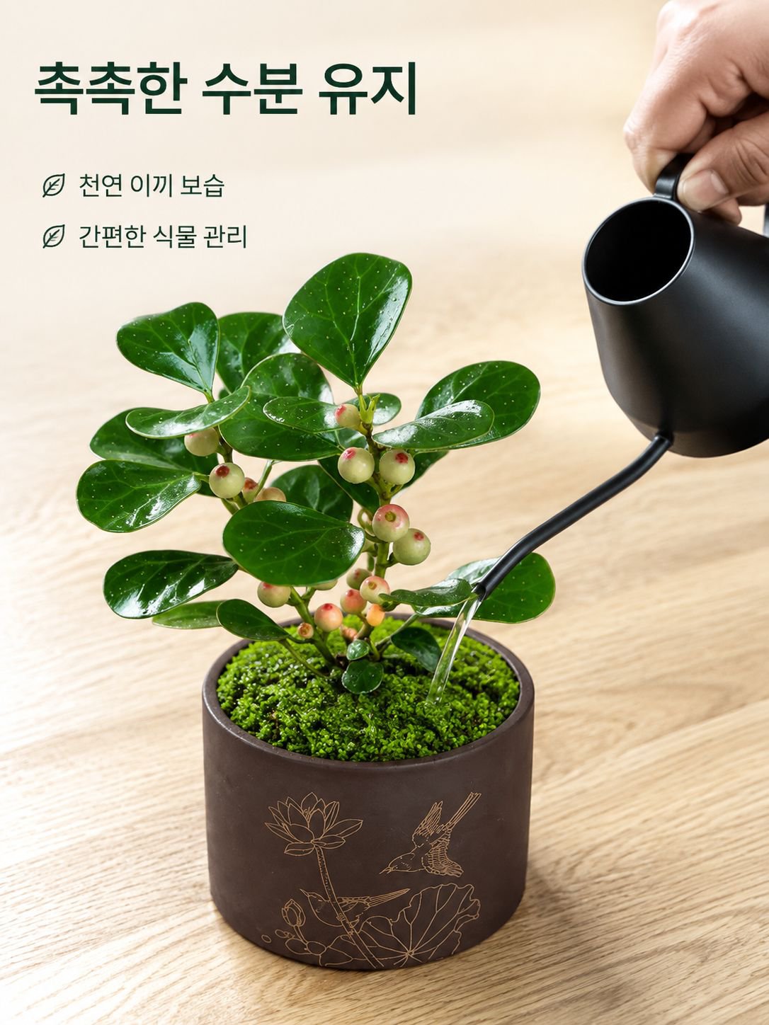보리수 분재