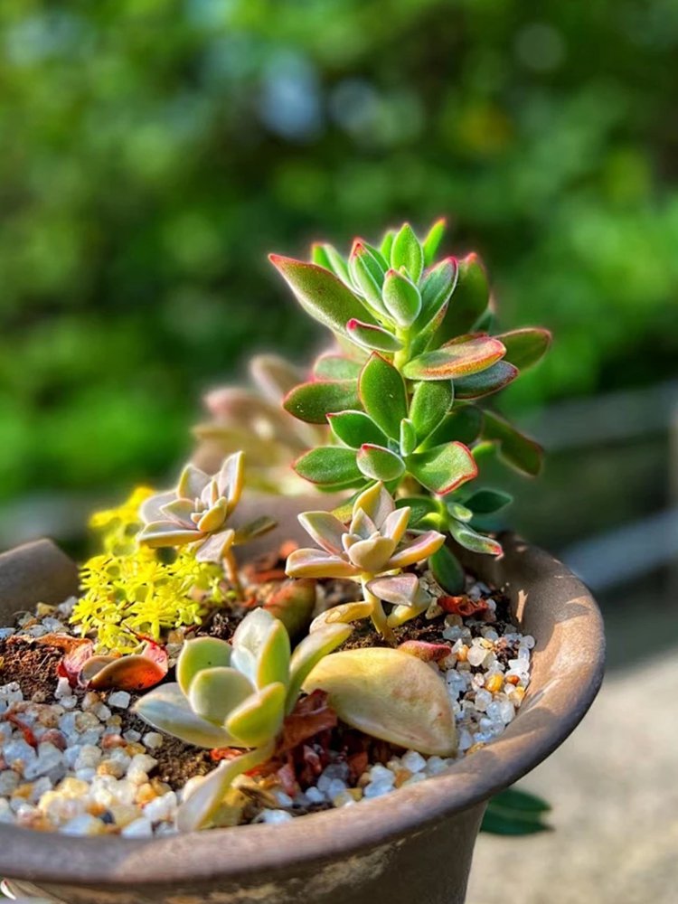 オンラインショッピングモール