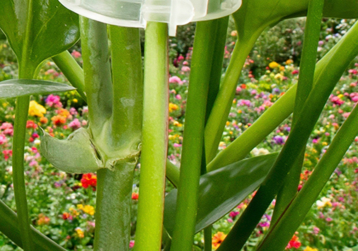 Zahradní svorky na popínavé liány