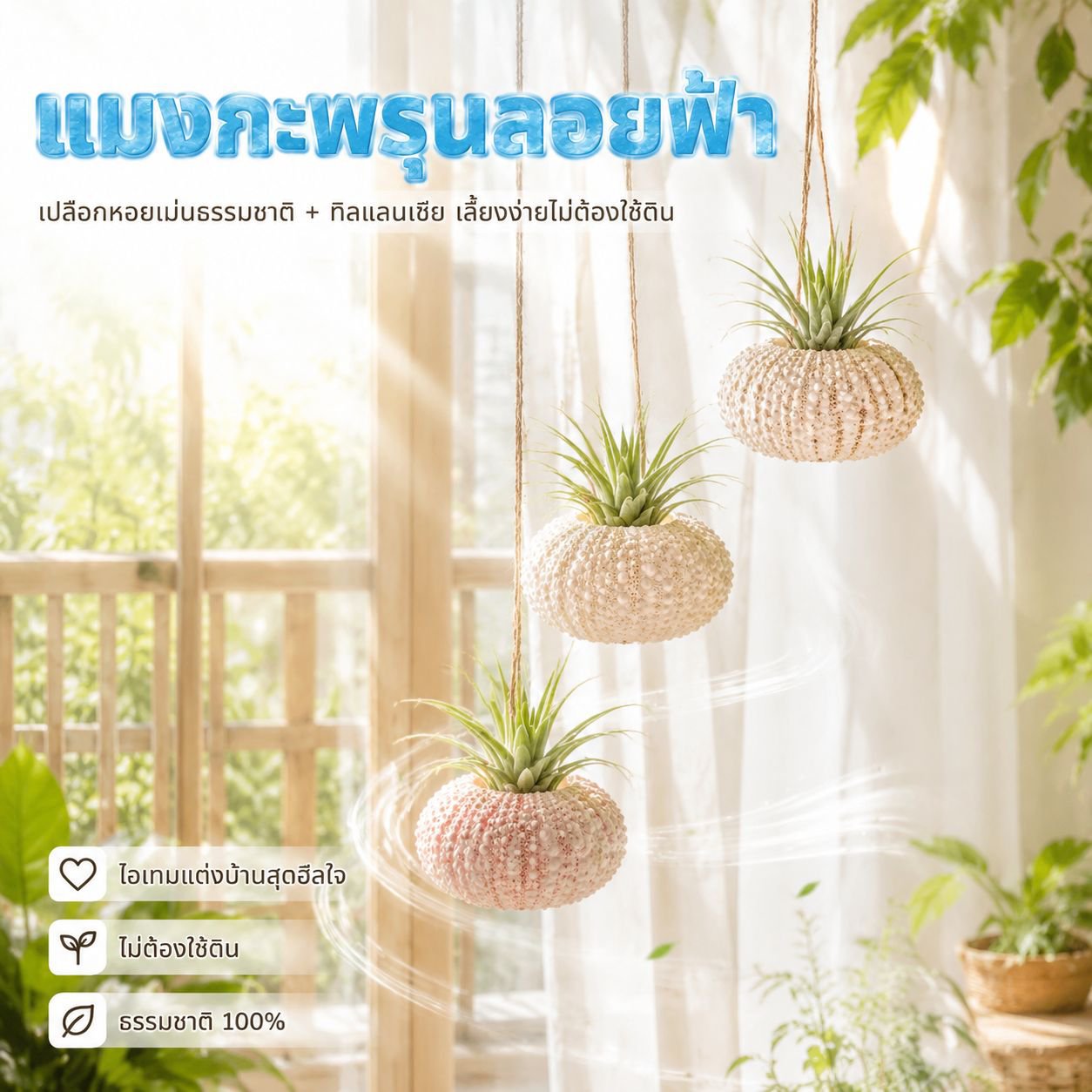 ชุดเปลือกเม่นทะเลกับแอร์แพลนท์ สำหรับตกแต่งบ้าน