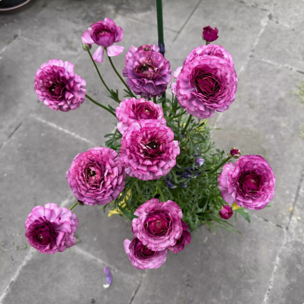 ラナンキュラス