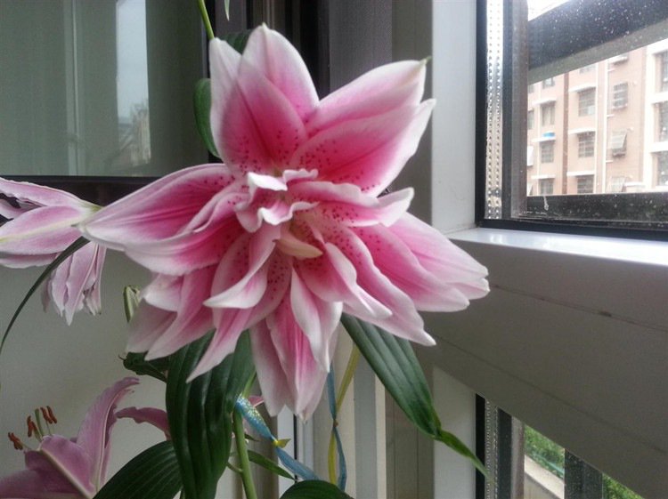 二重の花びらを持つ多色のユリ