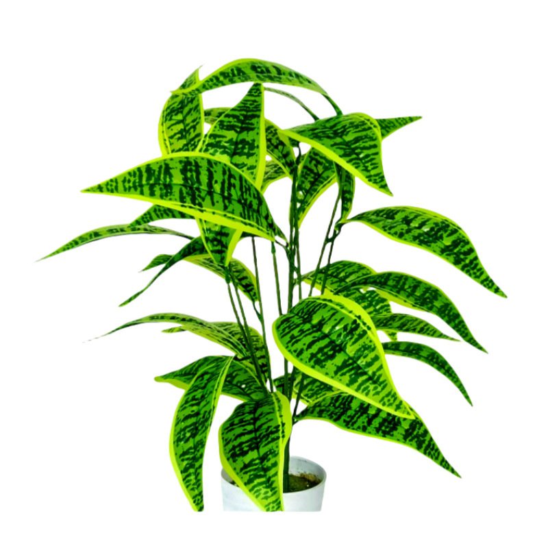 空気清浄植物 モンステラ・デリシオサ盆栽