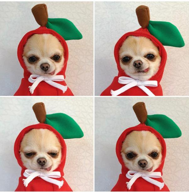 All-Season Fashion Outfits for Pets
