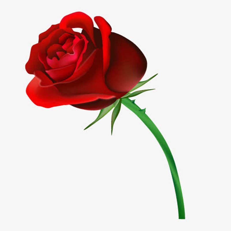 다채로운 장미 화분