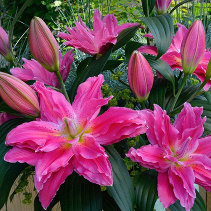 二重の花びらを持つ多色のユリ