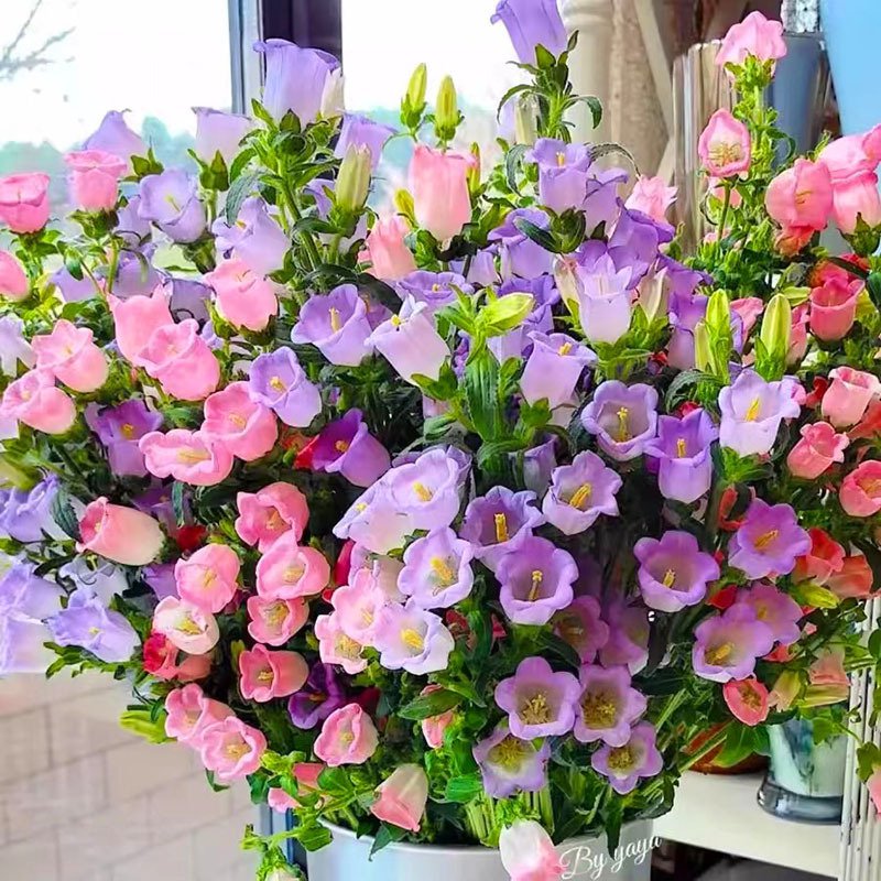 겹꽃 덴마크 벨플라워