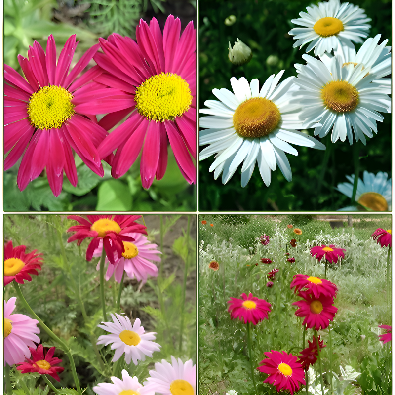 四季可種高發芽率除蟲菊種子