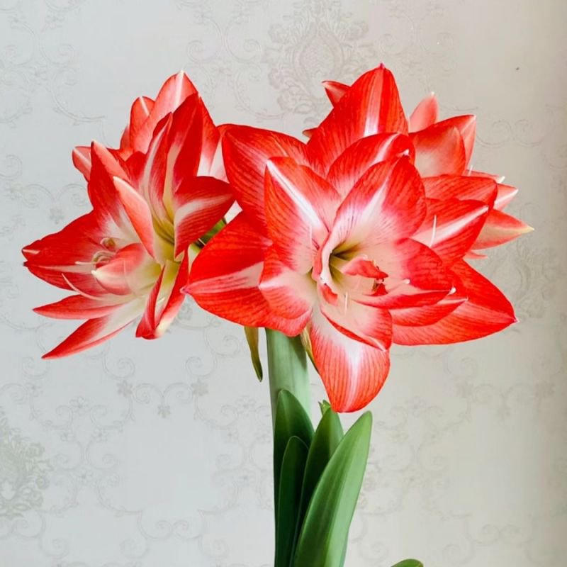 Bulbos de flores dobles de amaryllis