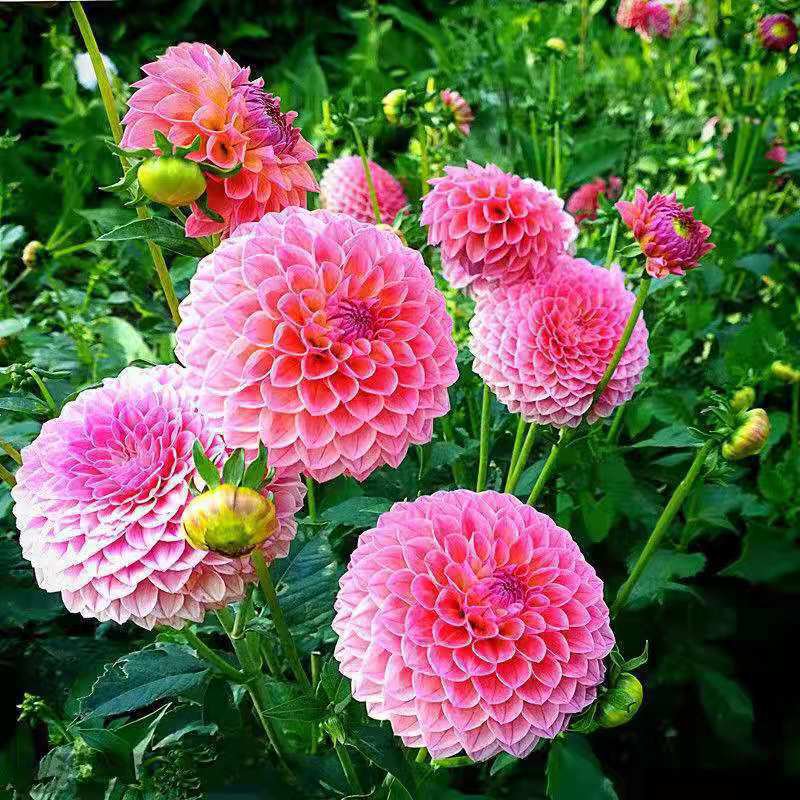 사계절 내내 꽃을 피우는 달리아