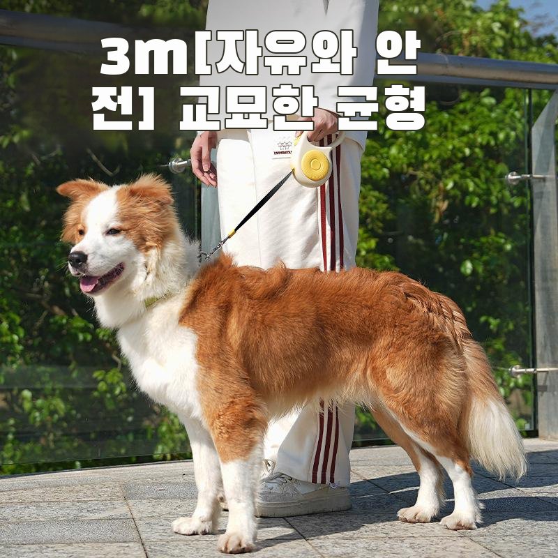 아이우애보 강아지 자동 신축 산책 목줄