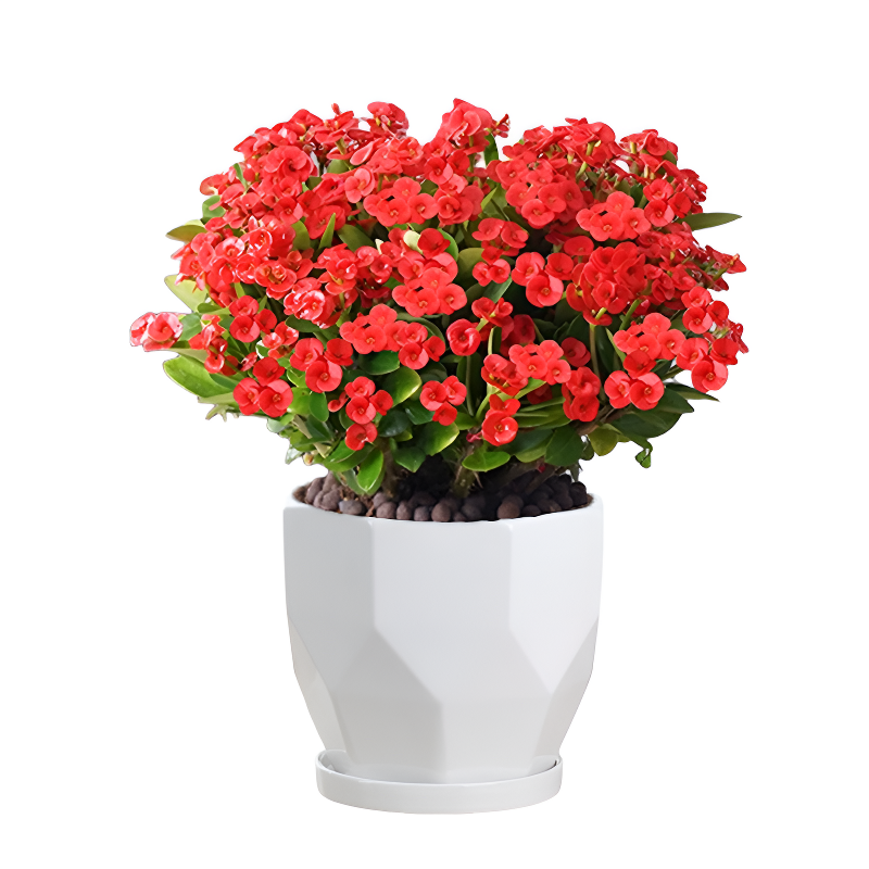 四季開花虎刺梅盆栽