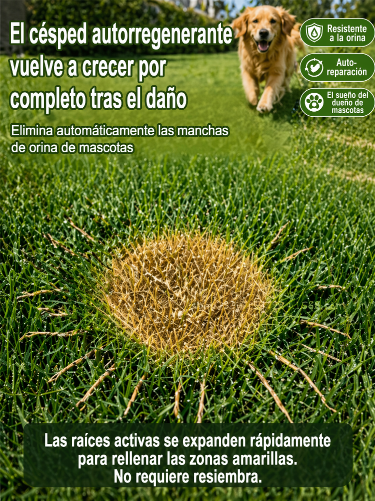 JS-[Tasa de germinación del 99% en 7 días] Semillas de césped multivariedad